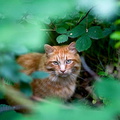 Gingercat.jpg