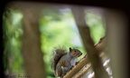 Squirrel 16-06-2008