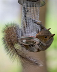 Squirrel B 16-06-2008