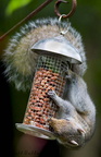 Squirrel Garden-Nuts 03-06-2008
