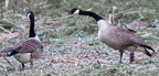 Barking Drake 23-03-2008