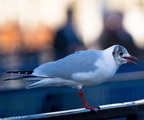 Bird Soverign B 06-02-08