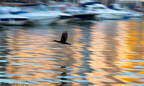 Bird Soverign C 06-02-08