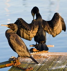 Birds Soverign 06-02-08
