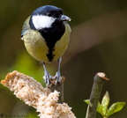 Blue Tit 12-04-2008