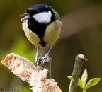 Blue Tit A 12-04-2008