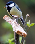 Blue Tit B 12-04-2008