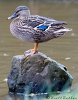 Duck15-10-2007