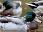 DuckA15-10-2007