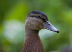 Duckling A 24-07-2008