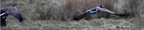 Flying Geese 23-03-2008