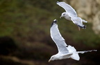 New-Heaven-Gulls-15-01-2008