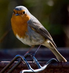 Birds