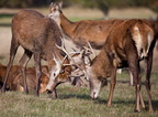 Richmond Park 25-10-2009